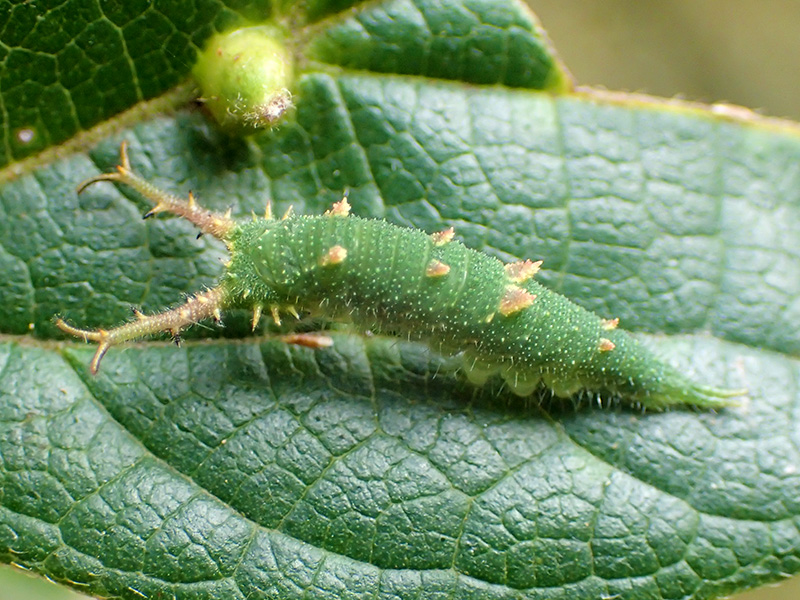 アカボシゴマダラ幼虫