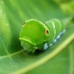 ナミアゲハ終齢幼虫