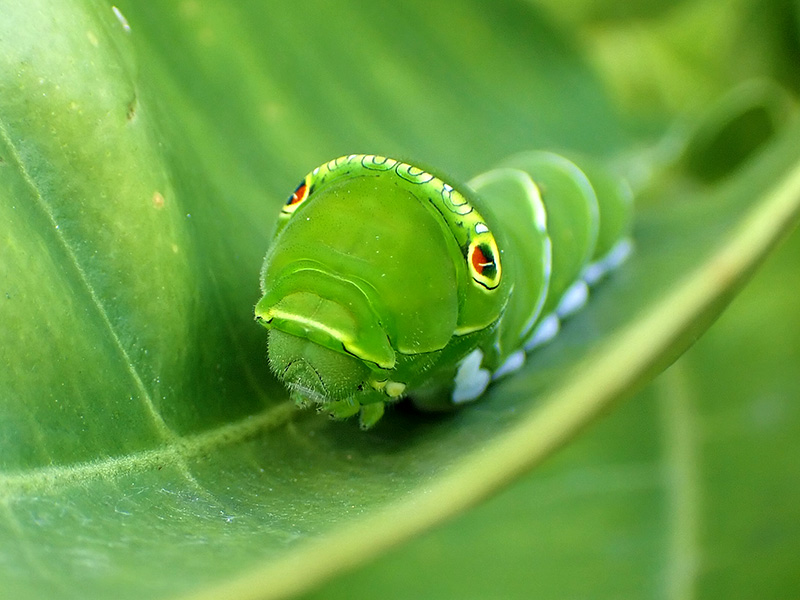ナミアゲハ幼虫