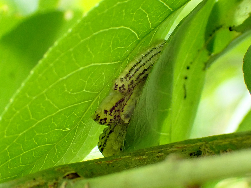 ミノウスバ幼虫