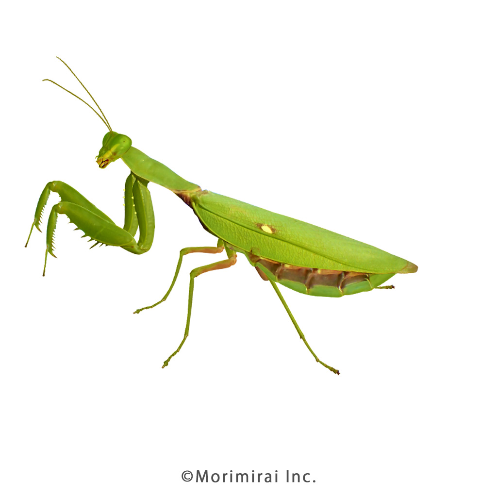 ハラビロカマキリ