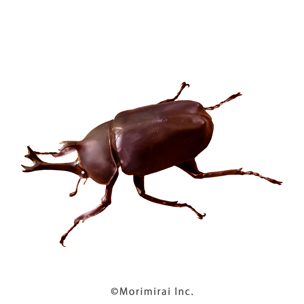 カブトムシ♂