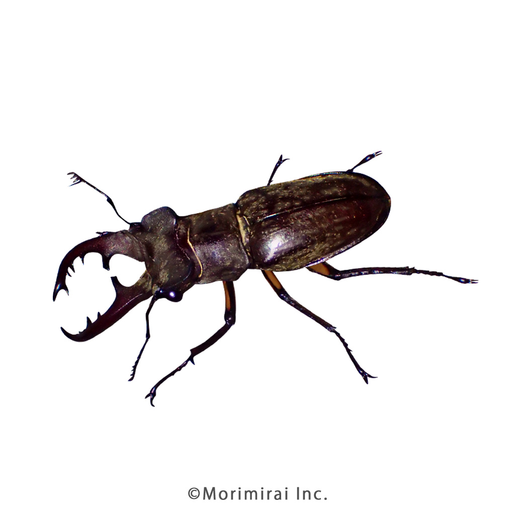 ミヤマクワガタ♂