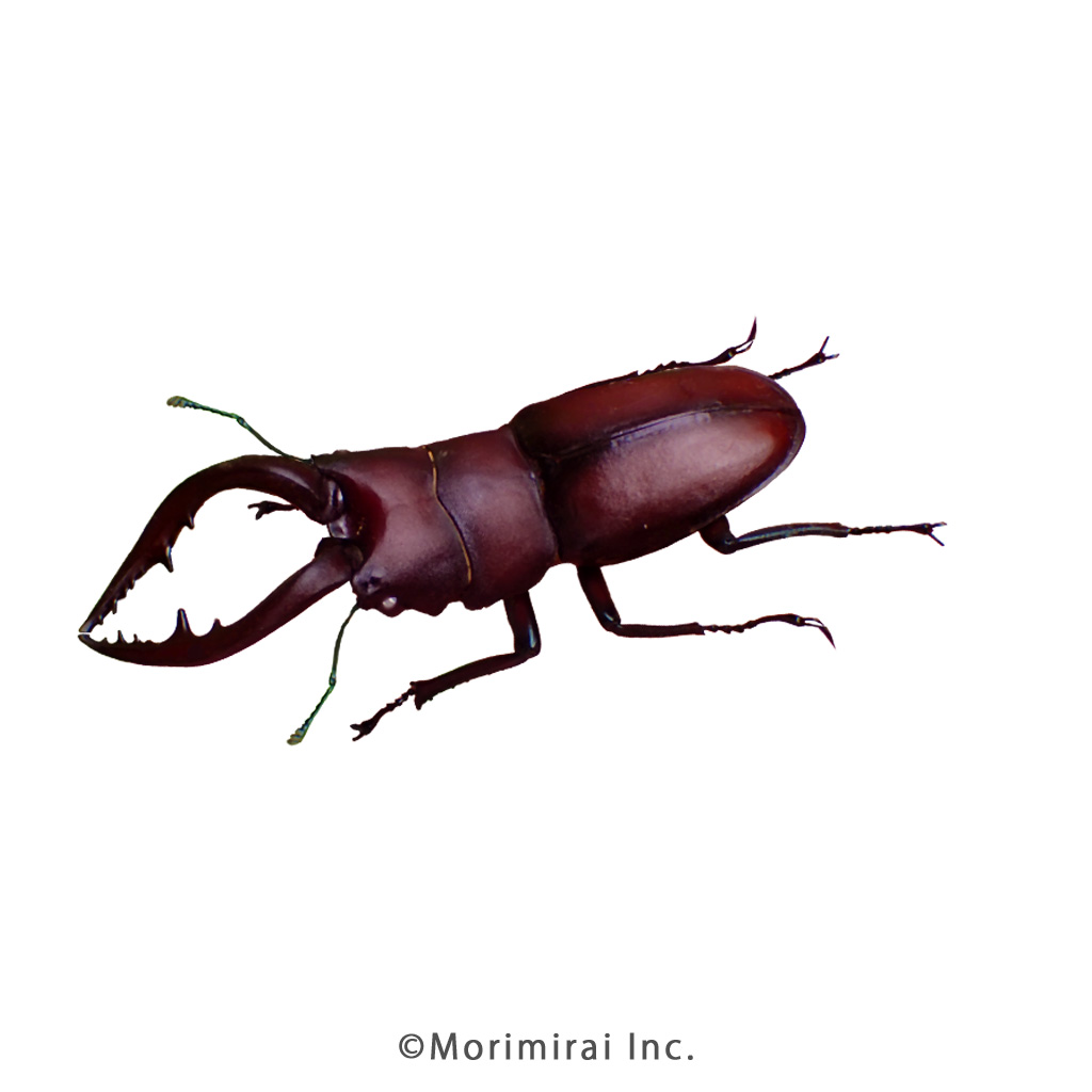 ノコギリクワガタ♂