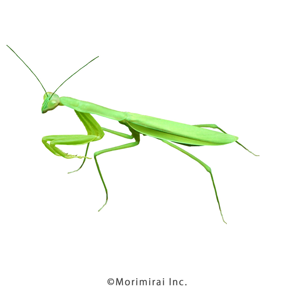 オオカマキリ