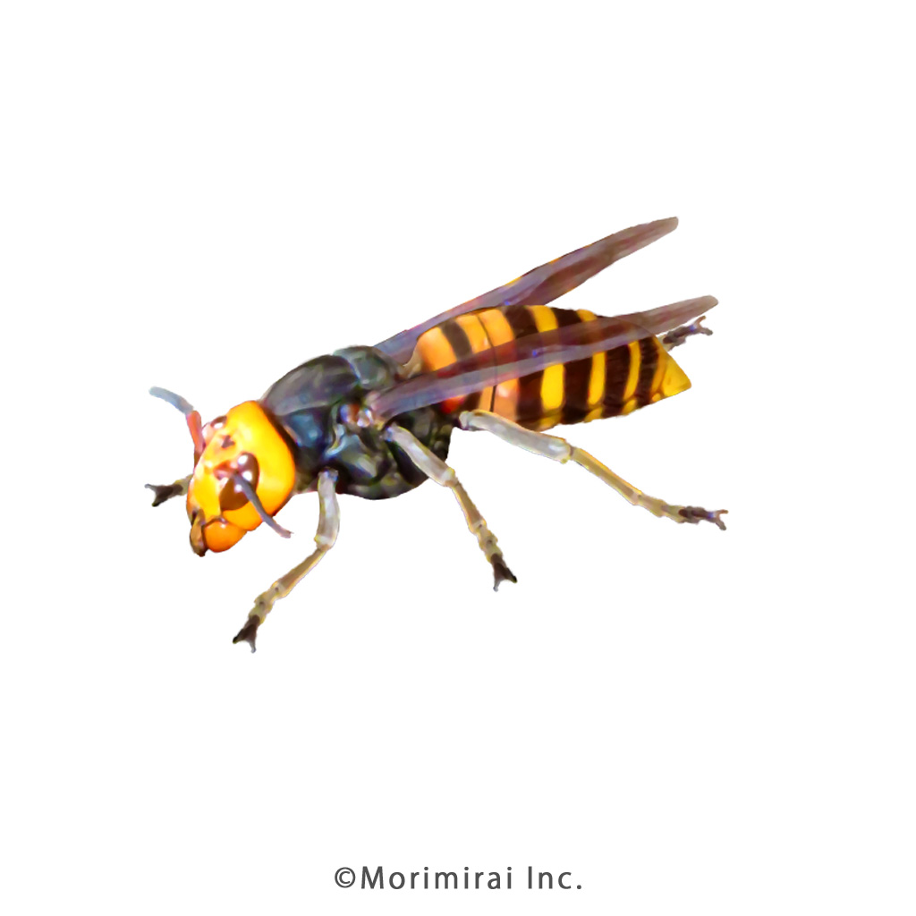 オオスズメバチ
