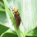アカウシアブ