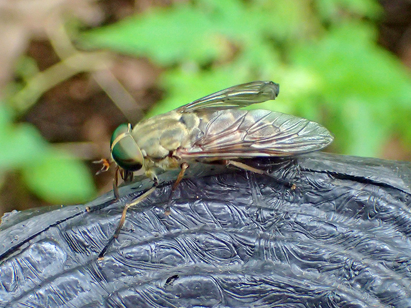 ウシアブ