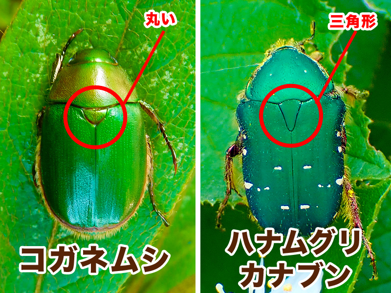 コガネムシ、ハナムグリ、カナブンの違いは？それぞれの見分け方を解説 