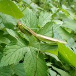 オオカマキリ