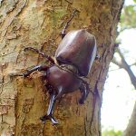 カブトムシ オス