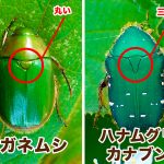コガネムシ ハナムグリ