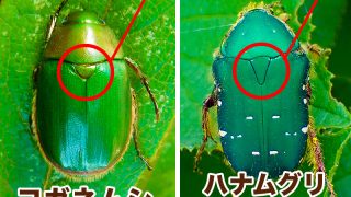 コガネムシ、ハナムグリ、カナブンの違いは？それぞれの見分け方を解説