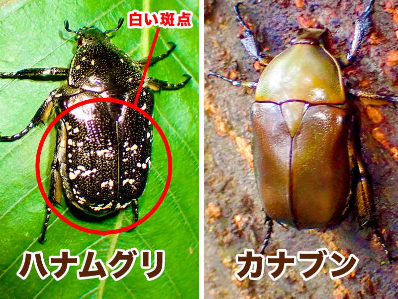 ハナムグリ カナブン