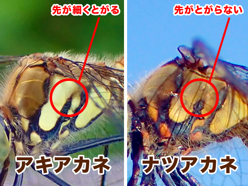 アキアカネとナツアカネ
