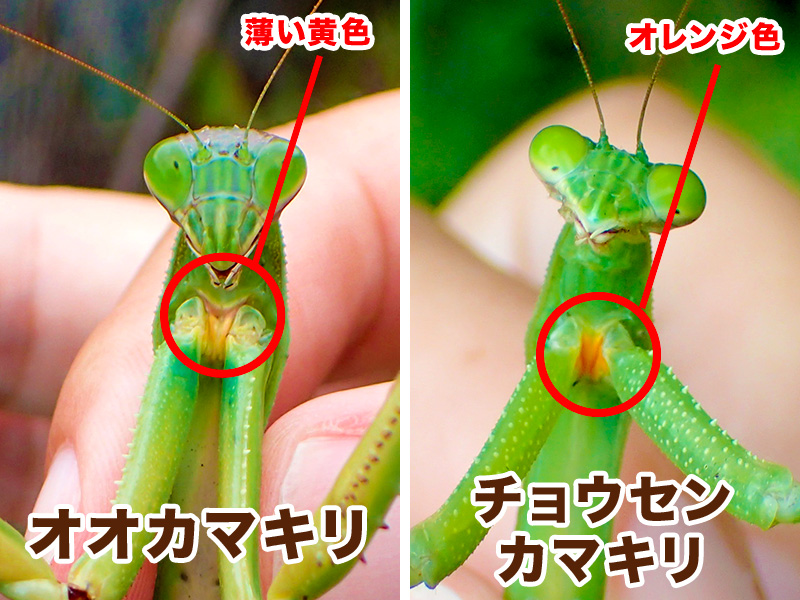 オオカマキリ チョウセンカマキリ 識別
