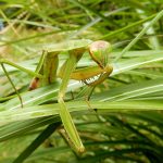 オオカマキリ