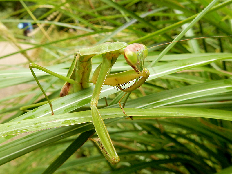 オオカマキリ