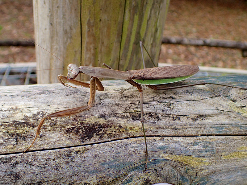 オオカマキリ