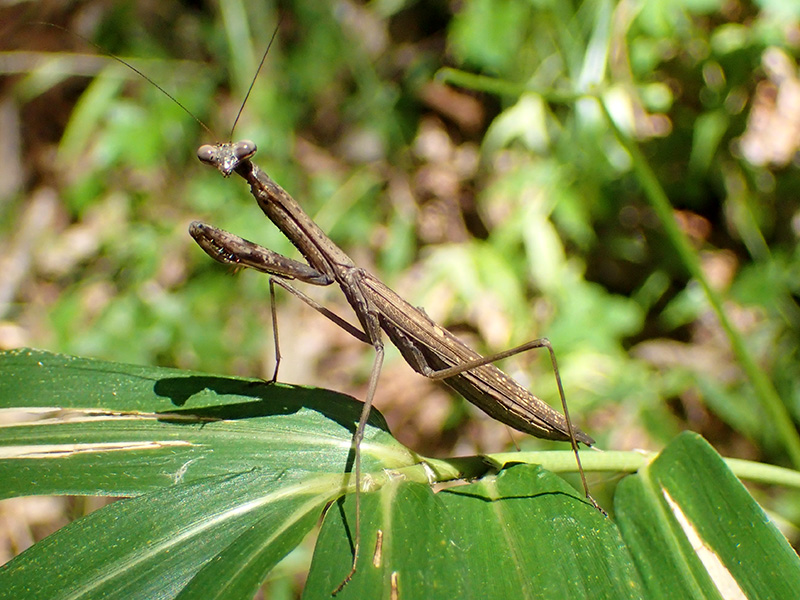コカマキリ
