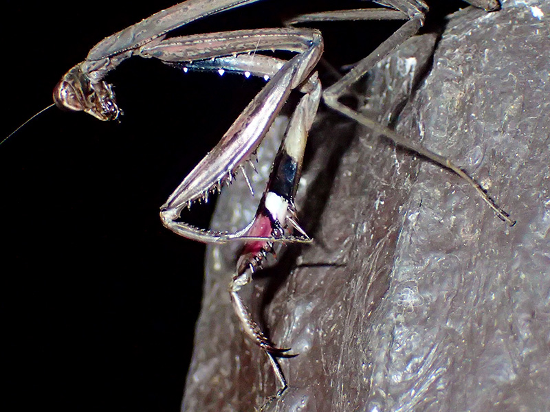 コカマキリ
