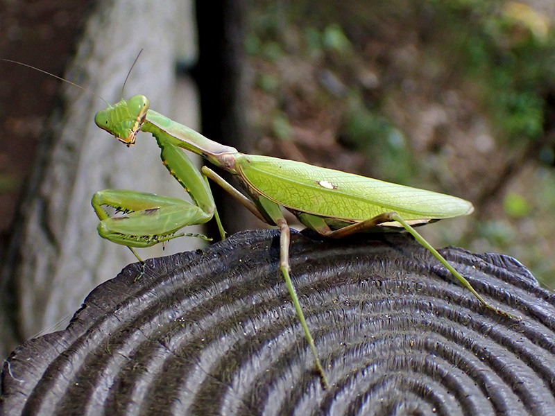 ハラビロカマキリ