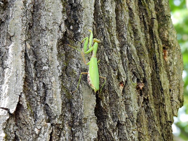 ハラビロカマキリ