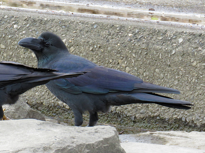 ハシブトガラス