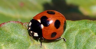 日本に生息するてんとう虫の種類と見つけ方について解説 | もりみらい