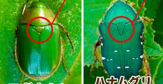 コガネムシ、ハナムグリ、カナブンの違いは？それぞれの見分け方を解説
